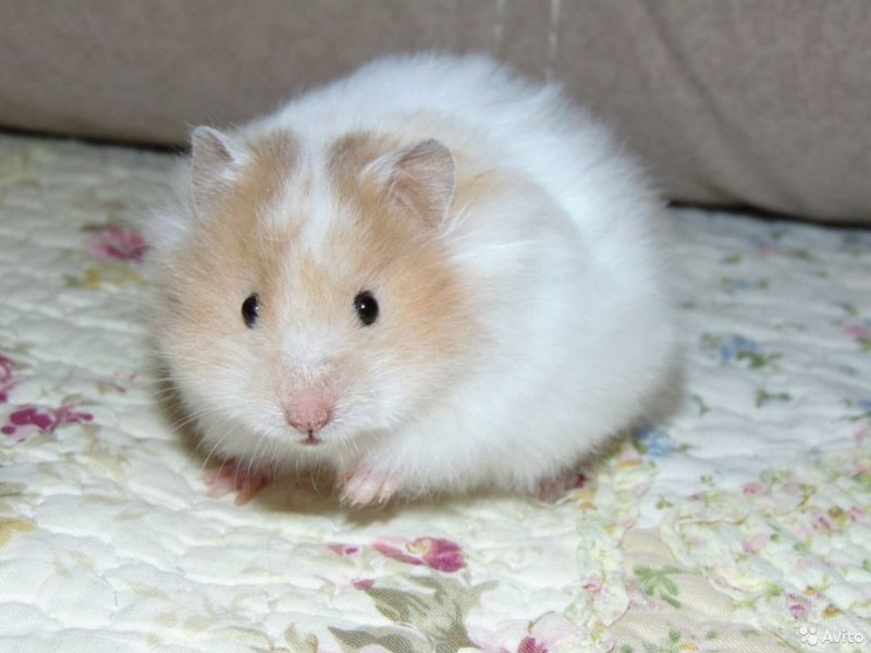 Сирийский золотистый хомячок