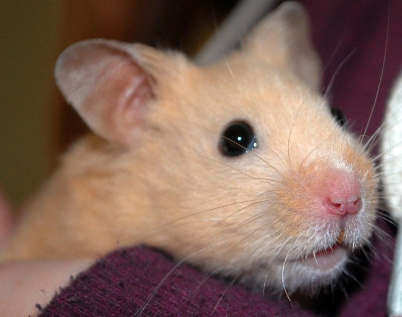 Королевский ангорский хомяк