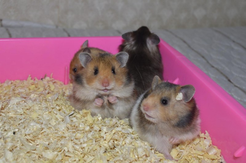 Сирийский карликовый хомяк