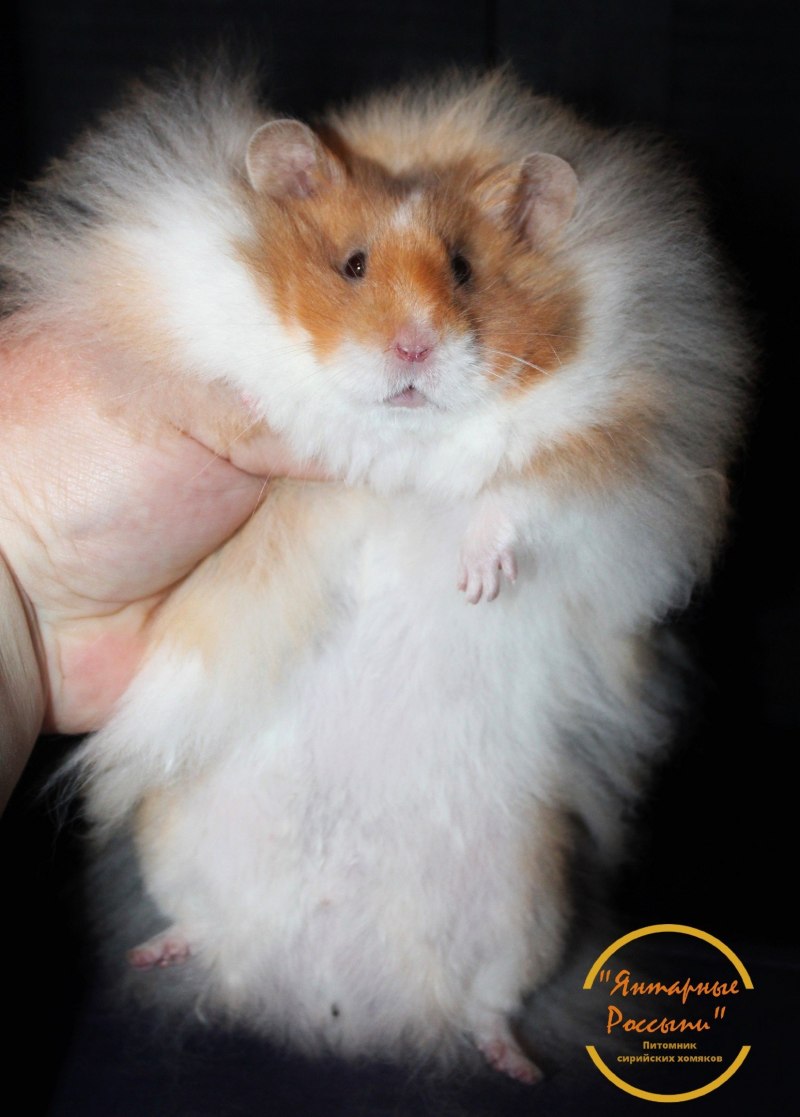 Хомячок домашний