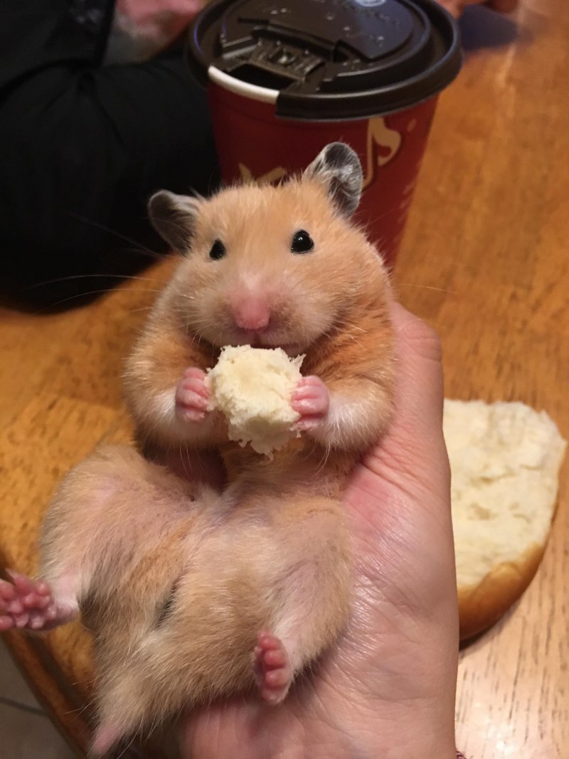 Сирийский ангорский хомяк