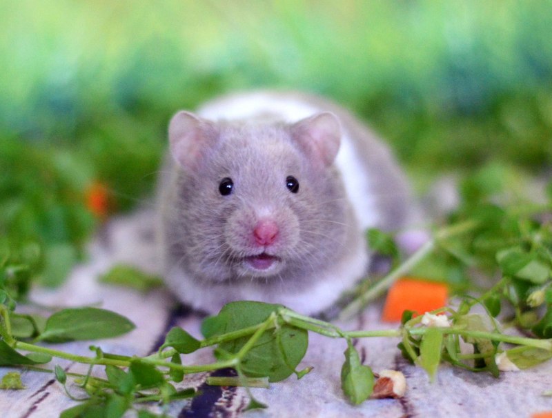 Сирийский хомяк пятнистый