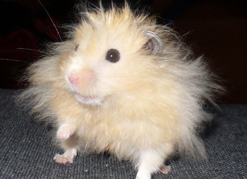Милый сирийский хомячок