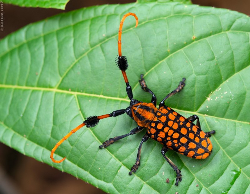 Жук с длинными полосатыми усами
