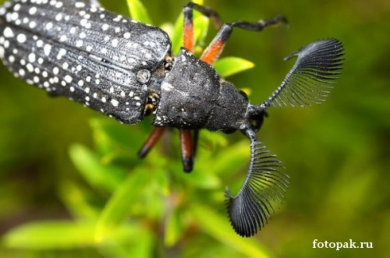 Насекомые биология