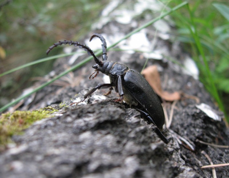 Жук веероус фото