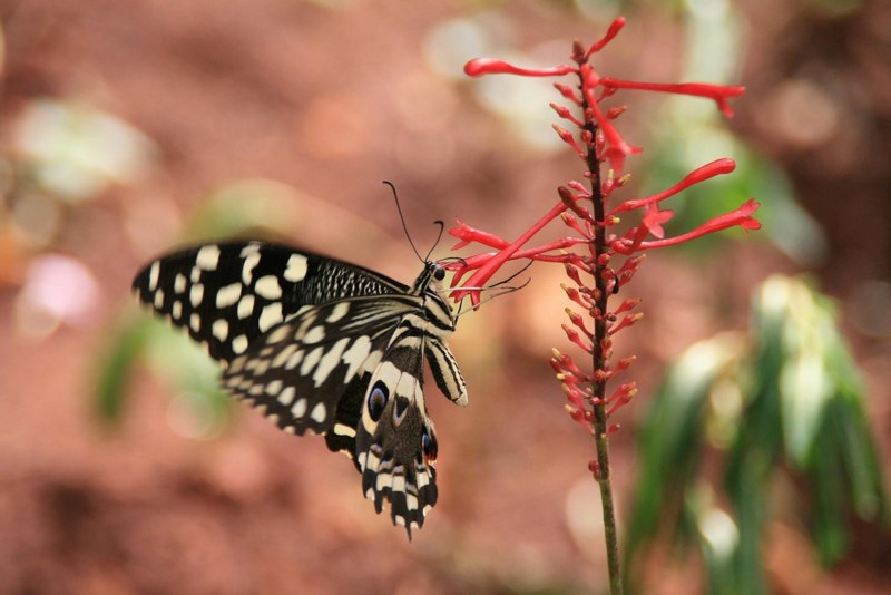 Жук Хоризин Жук с секретом