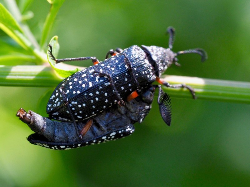 Фонарница Мадагаскарская