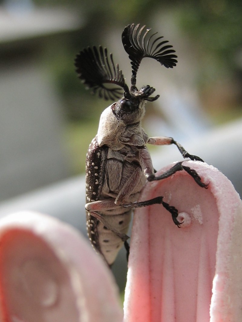 Жук с усами веером