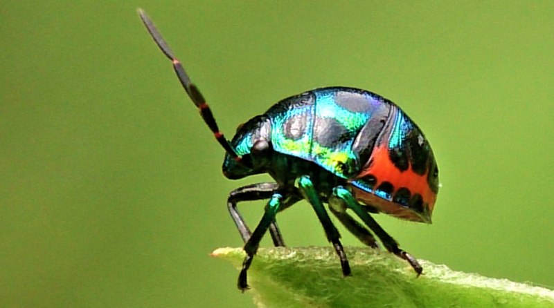 Жук долгоносик вредитель