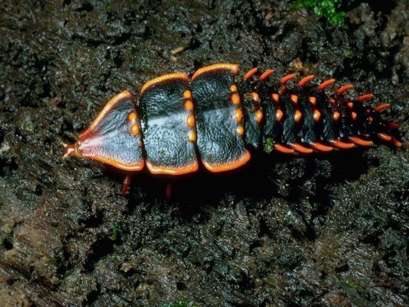 Жук бородавочник