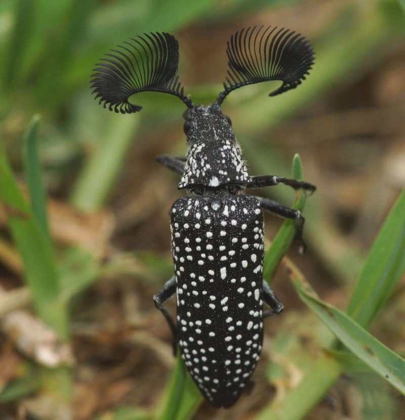 Жук Хоризин