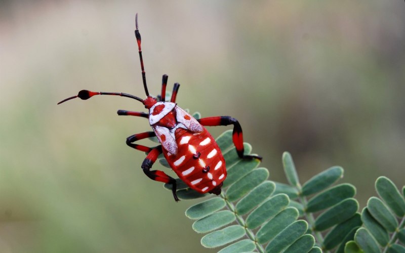 Жук Стригун макро