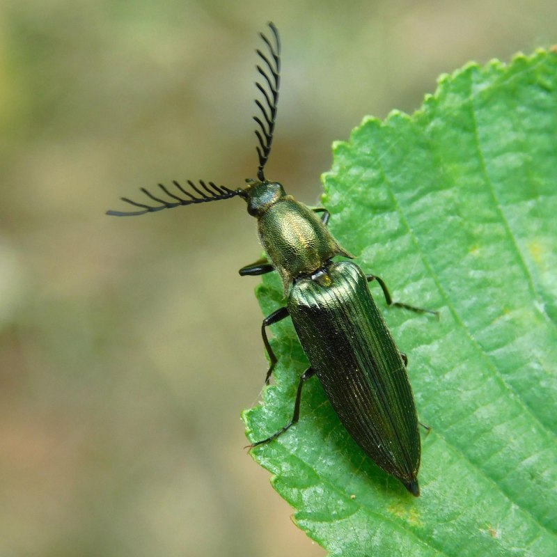 Жук усач Кожевник
