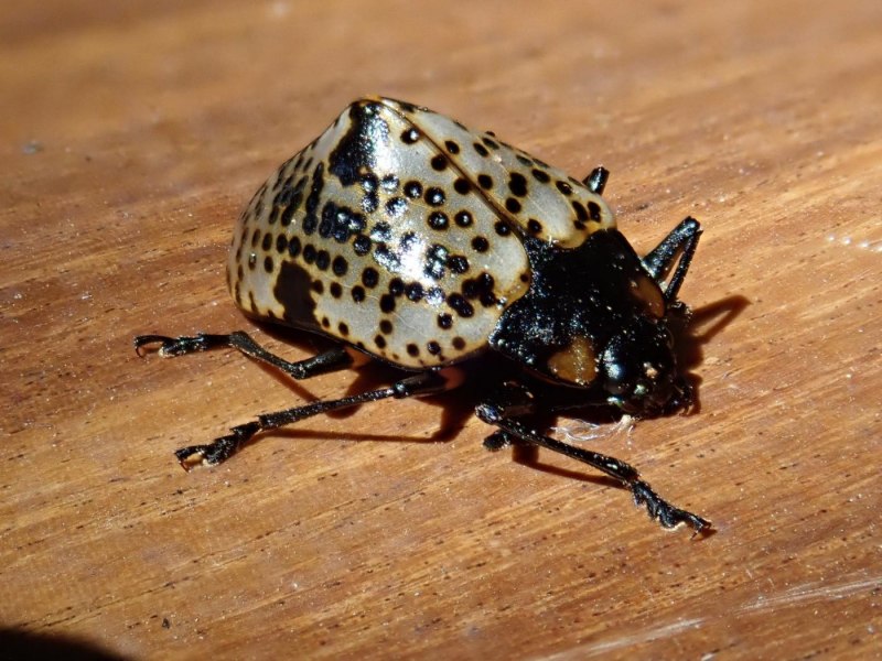 Жук цветоед