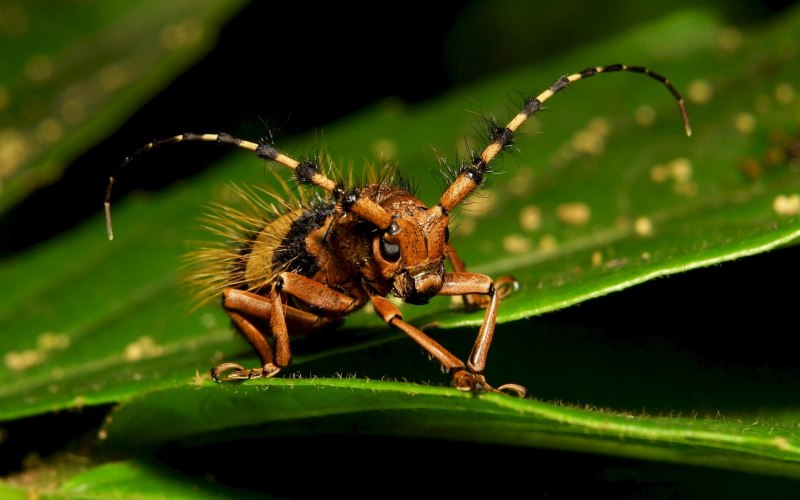 Жук усач удивительное насекомое