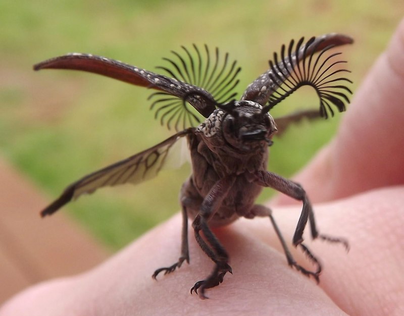 Жук веероус Википедия