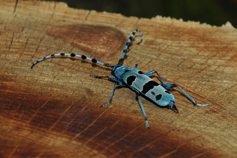 Ламиины жуки