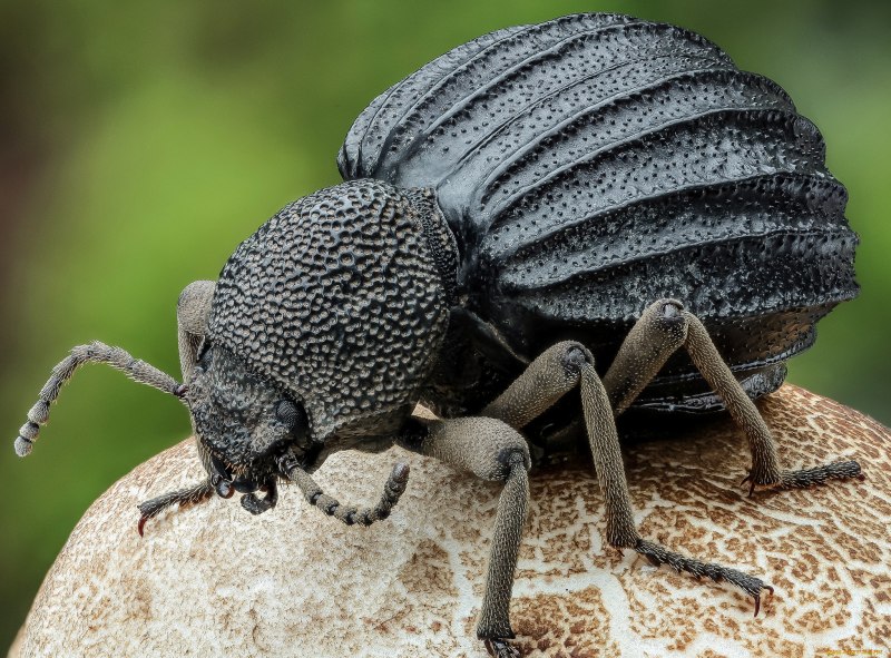 Бразильская Горбатка (Bocydium globulare)
