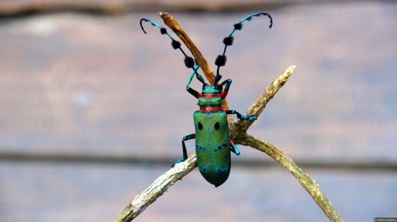 Западная американская кобылка