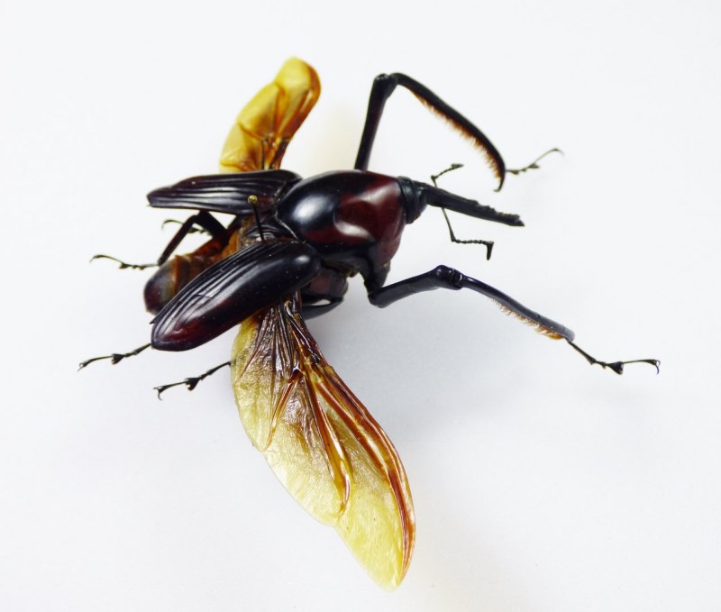 Странные жуки