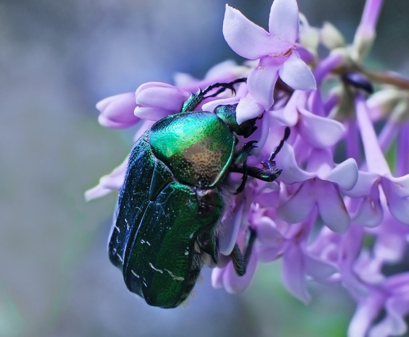 Жук дровосек в полете