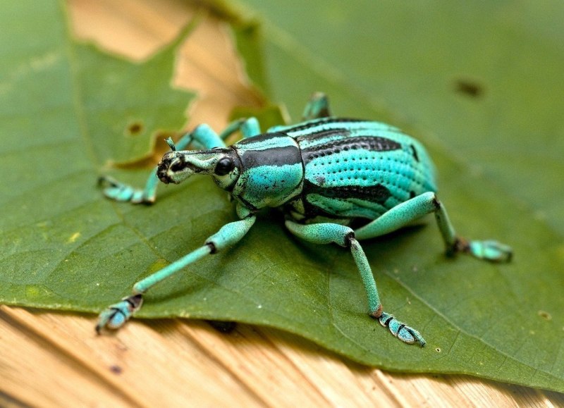 Интересные красивые жуки