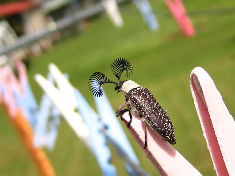 Жук гребнеусый Щелкун