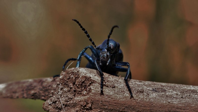 Жуки долгоносики жёлтые