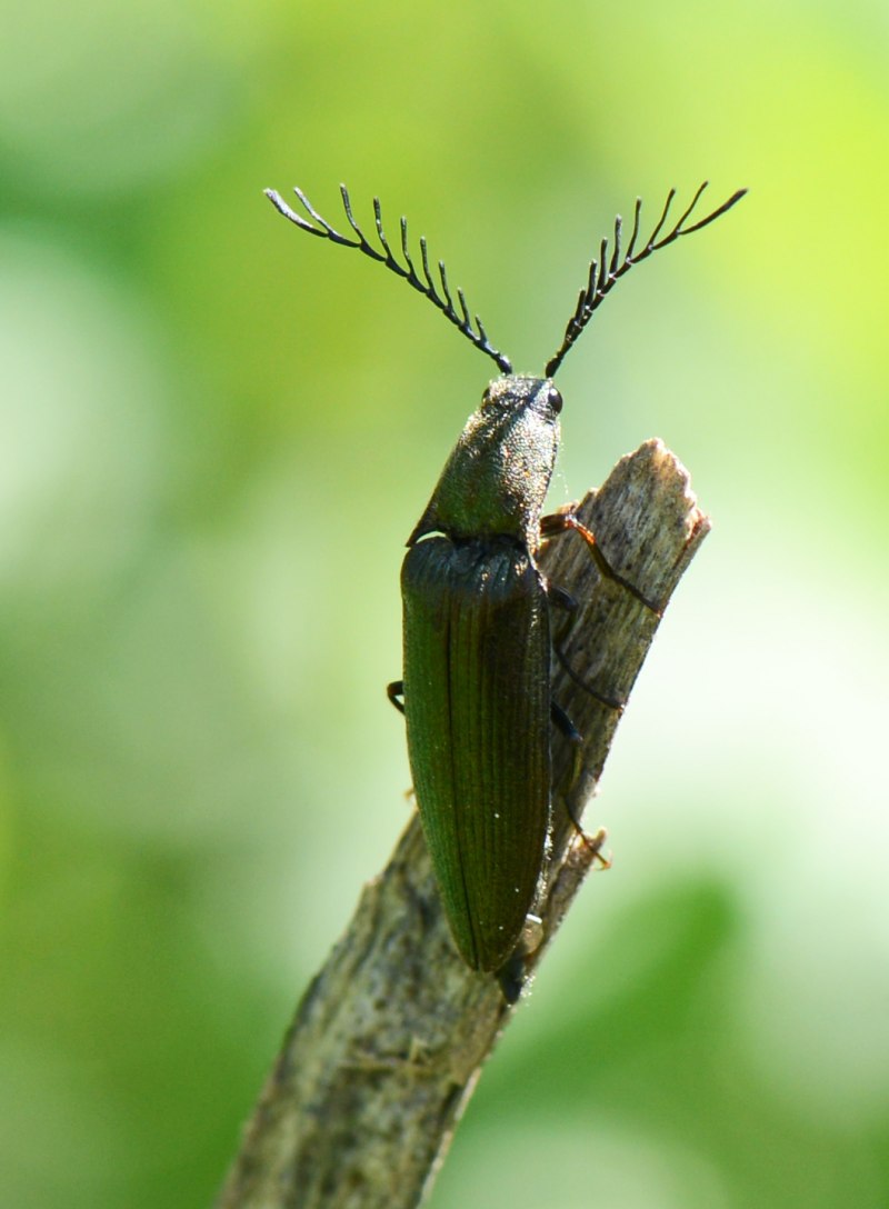 Серый плоский Жук
