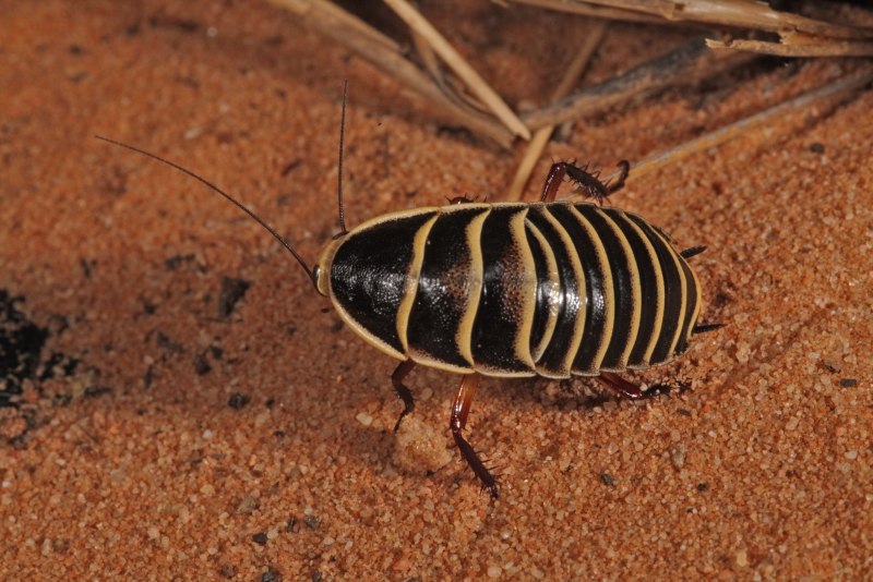 Treehoppers Aetalionidae