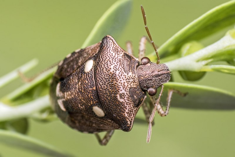 Альпийский усач (Rosalia Alpina)