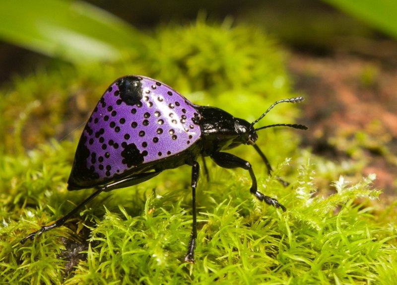Жук Трилобит водяной