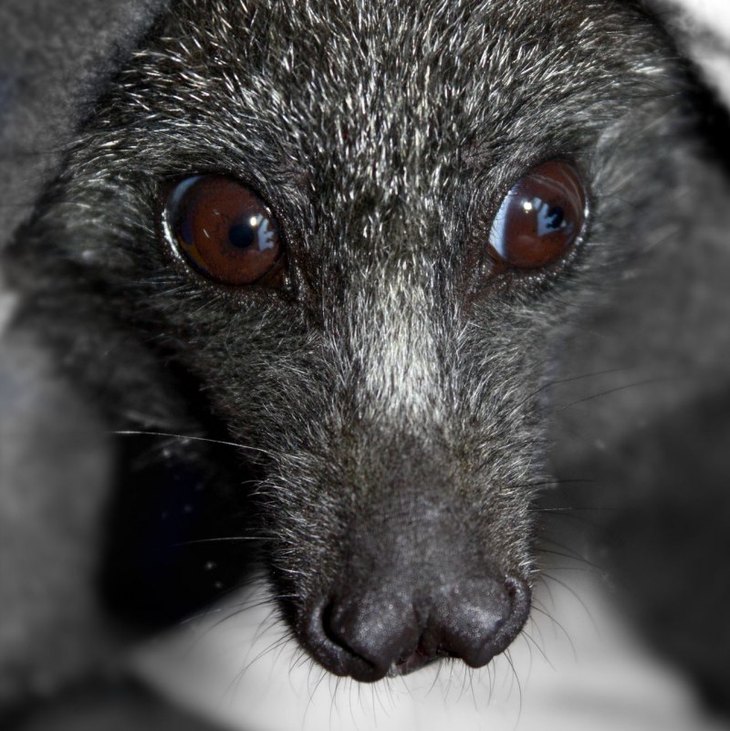 Летучий волк