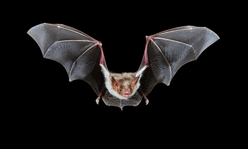 Крылан размах крыльев