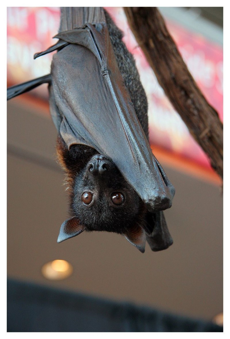 Кондрат летучая мышь