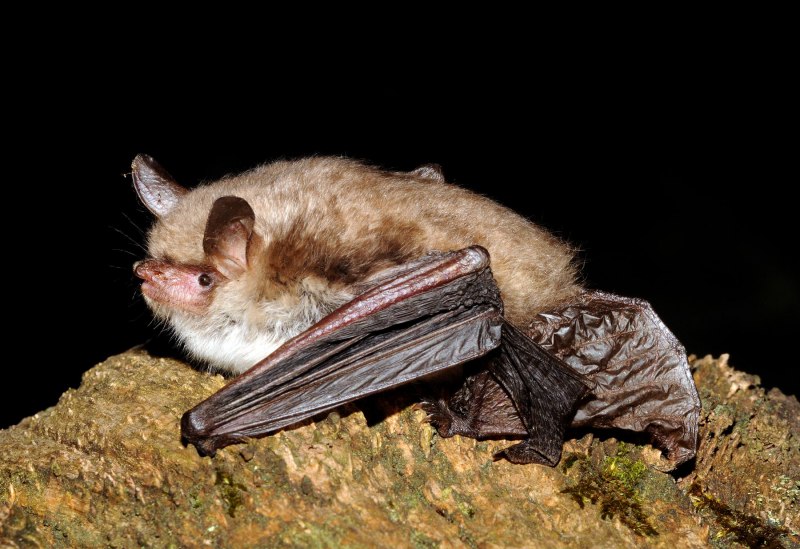 Рукокрылые летучие мыши