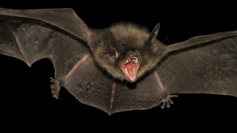 Землеройковидный листонос