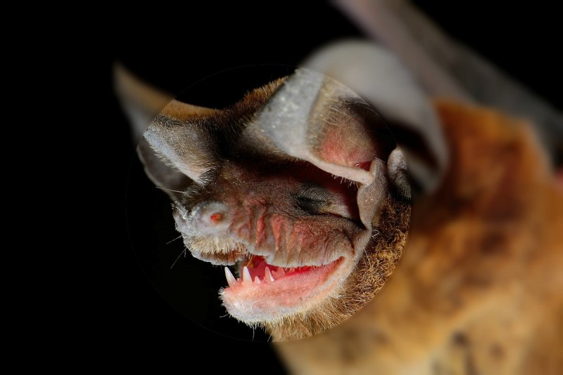 Тату летучая мышь с черепом