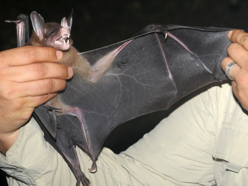 Вечерница летучая мышь