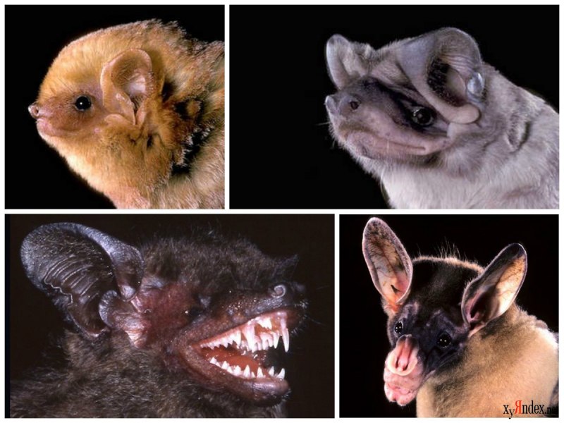 Ван Хельсинг Дракула монстр