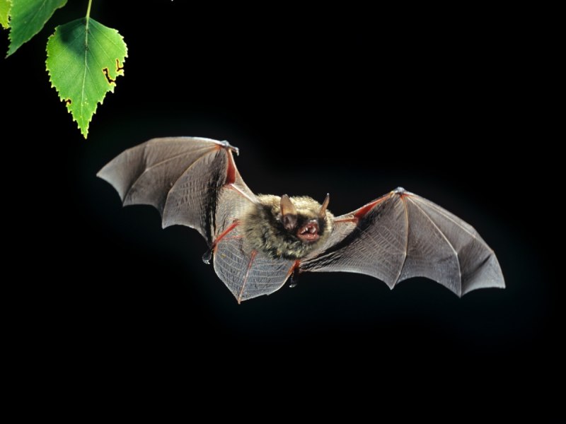 Наклейка - летучие мыши