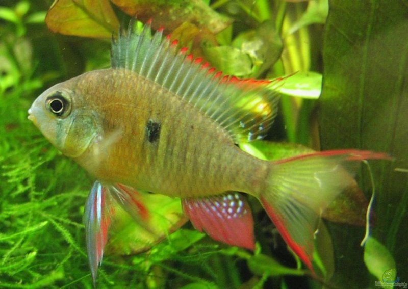 Апистограмма альтиспиноза