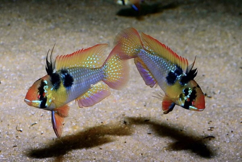 Апистограмма боливийская бабочка