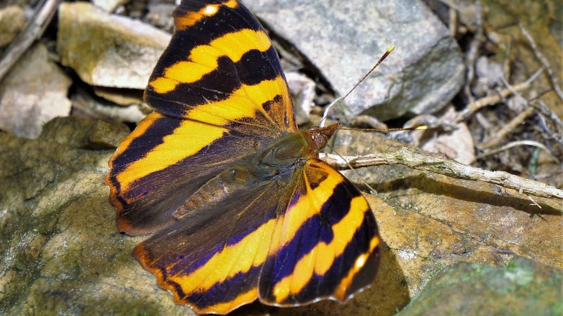 Chorinea Sylphina бабочка