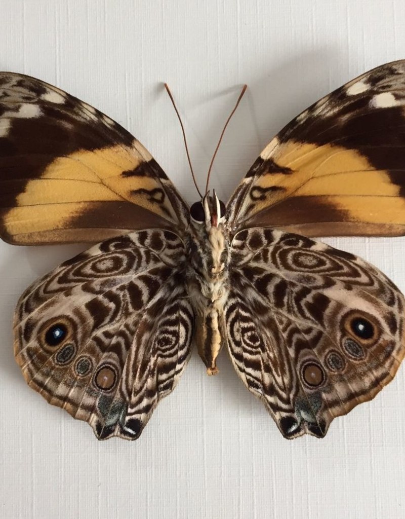 Бабочки которые живут 1 день