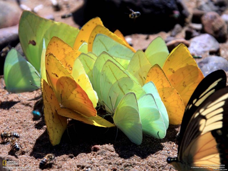 Агриас Клаудина бабочка