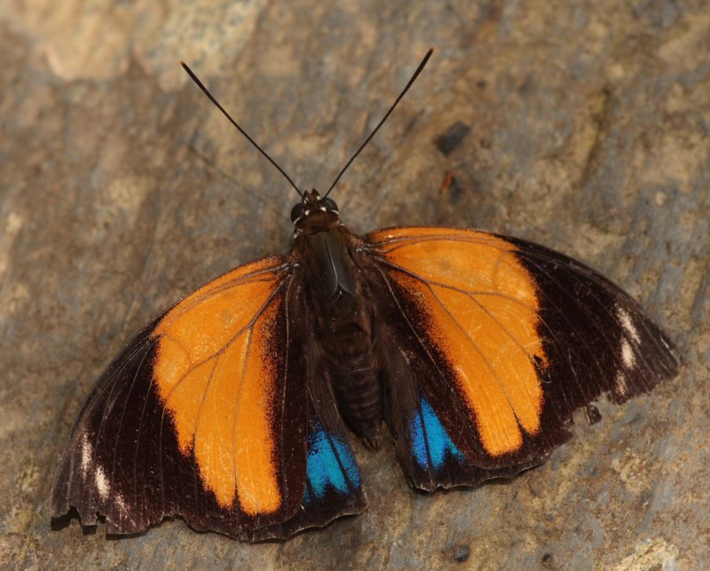 Изменчивость у бабочек нимфалид