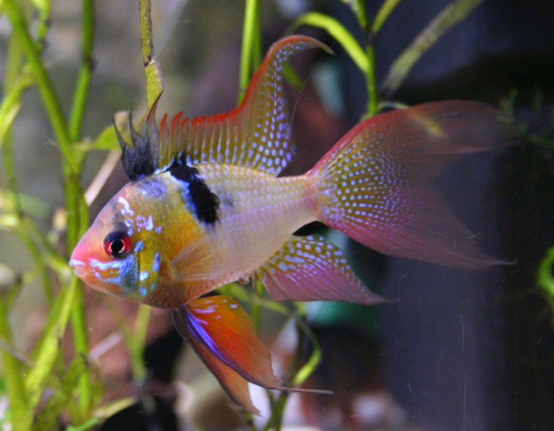 Апистограмма рамирези