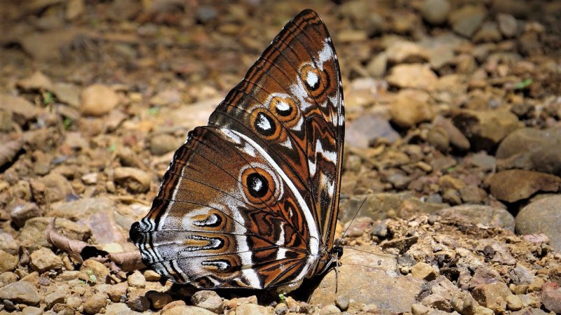 Немезиды - Riodinidae